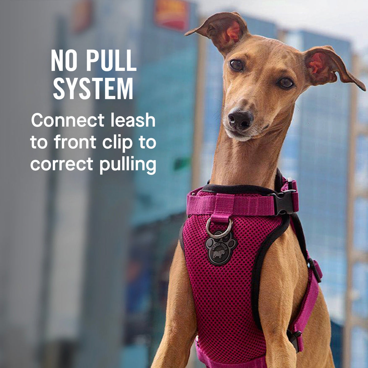 The Everything Harness Mesh Series
