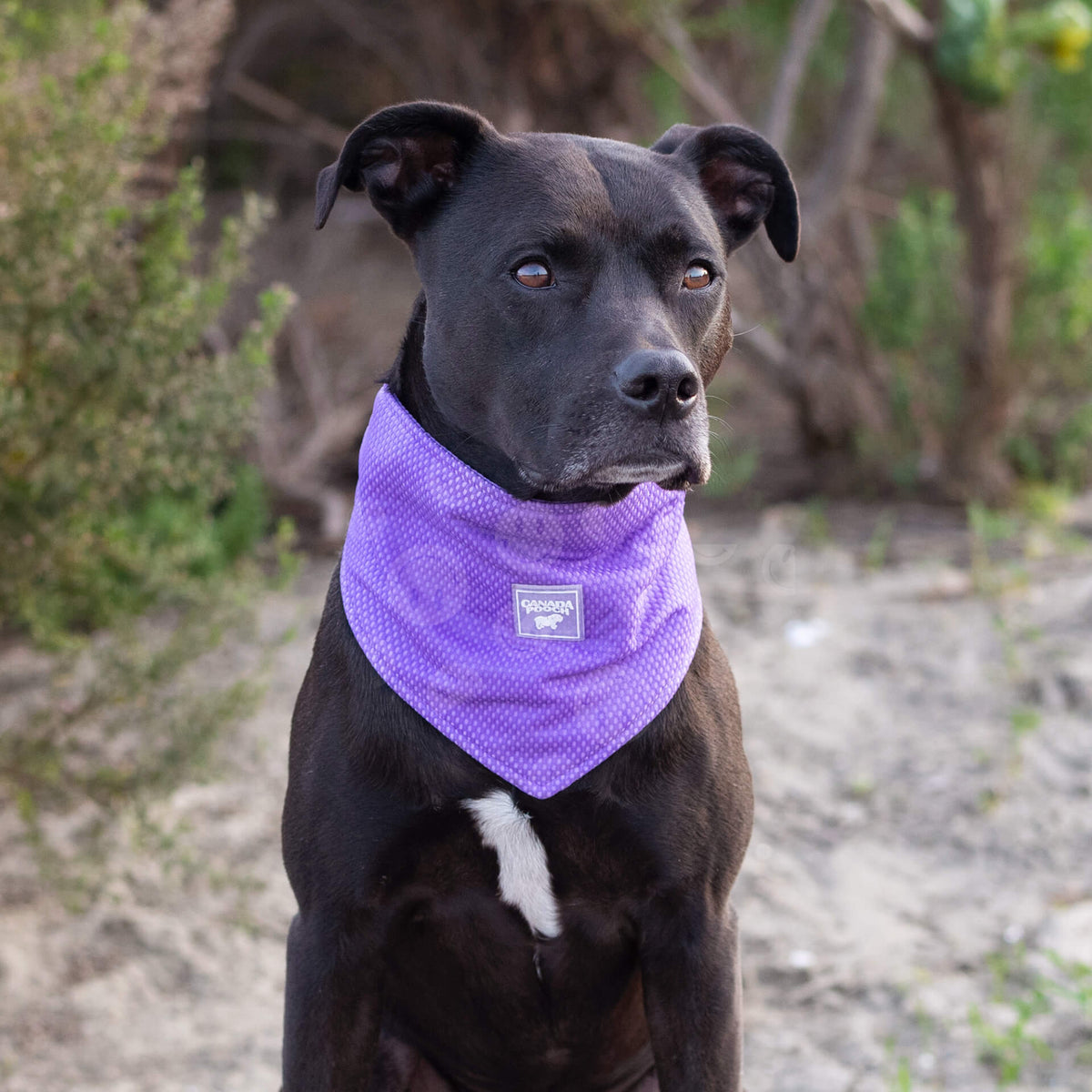 Cooling Bandana Wet Reveal