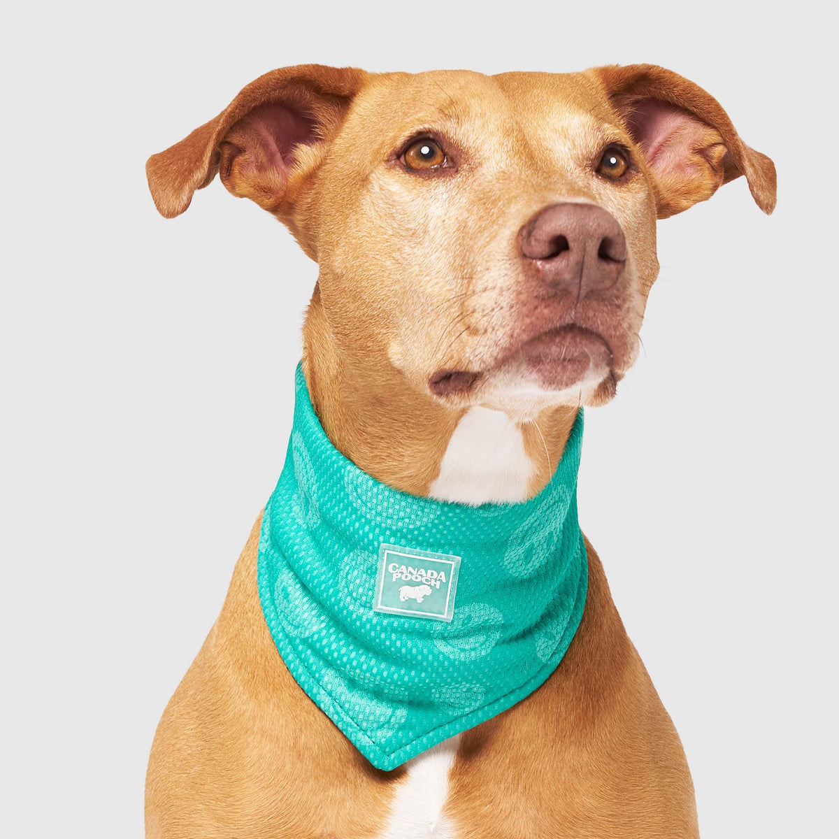 Cooling Bandana Wet Reveal