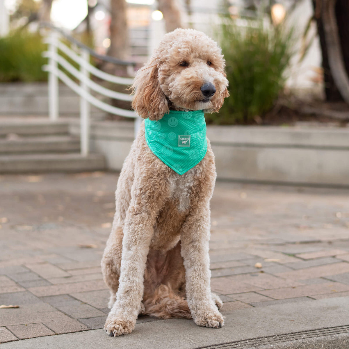Cooling Bandana Wet Reveal