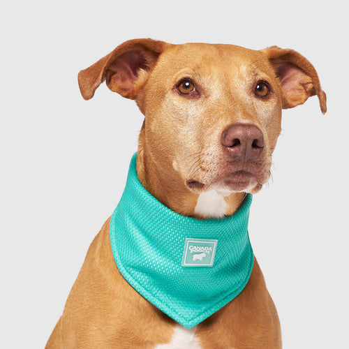Cooling Bandana Wet Reveal