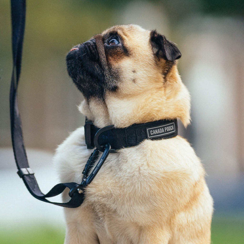 Utility Collar