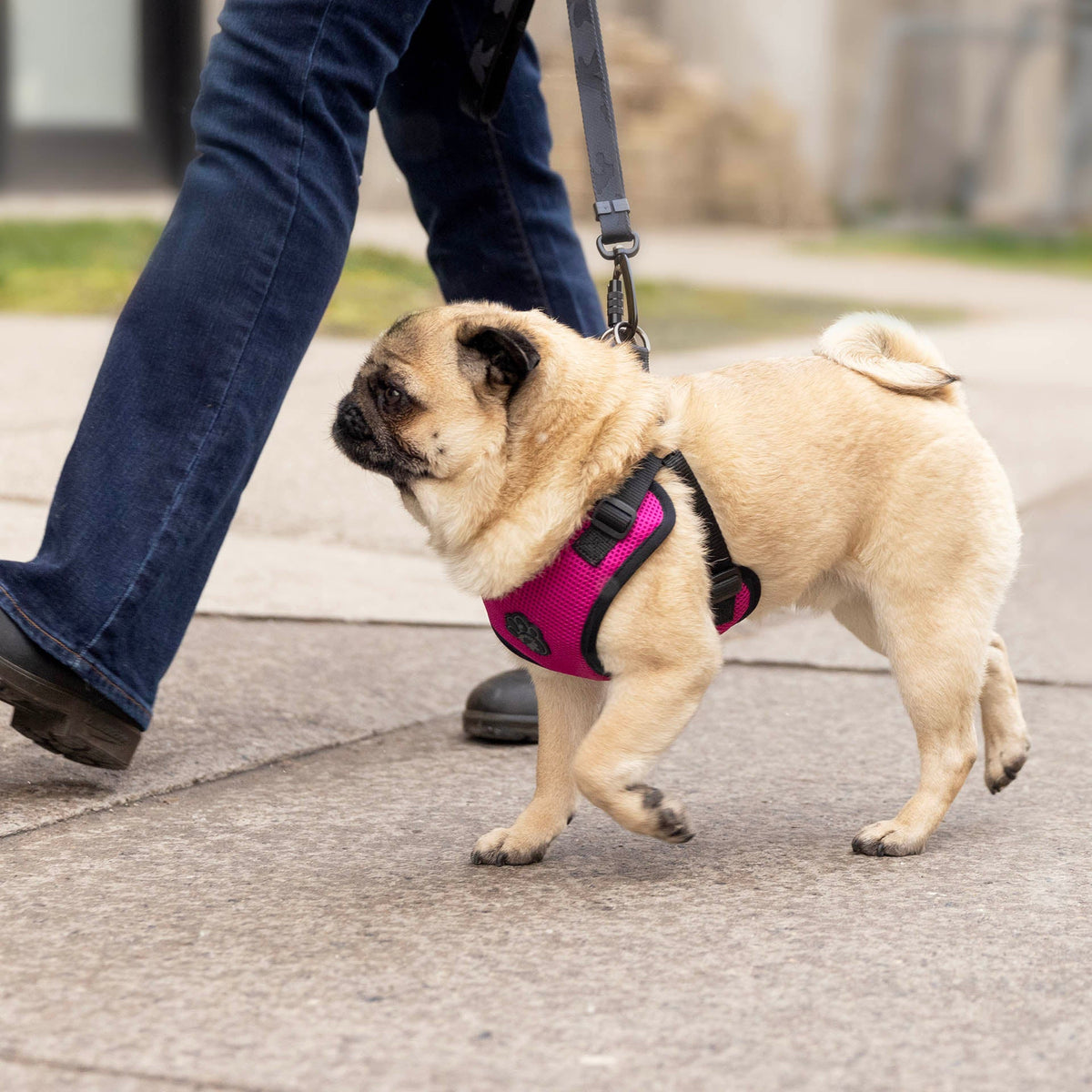 Easy-On Step-In Harness