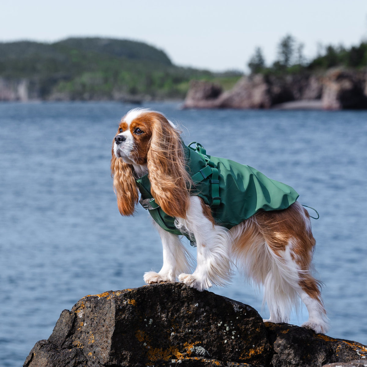 Harness Raincoat