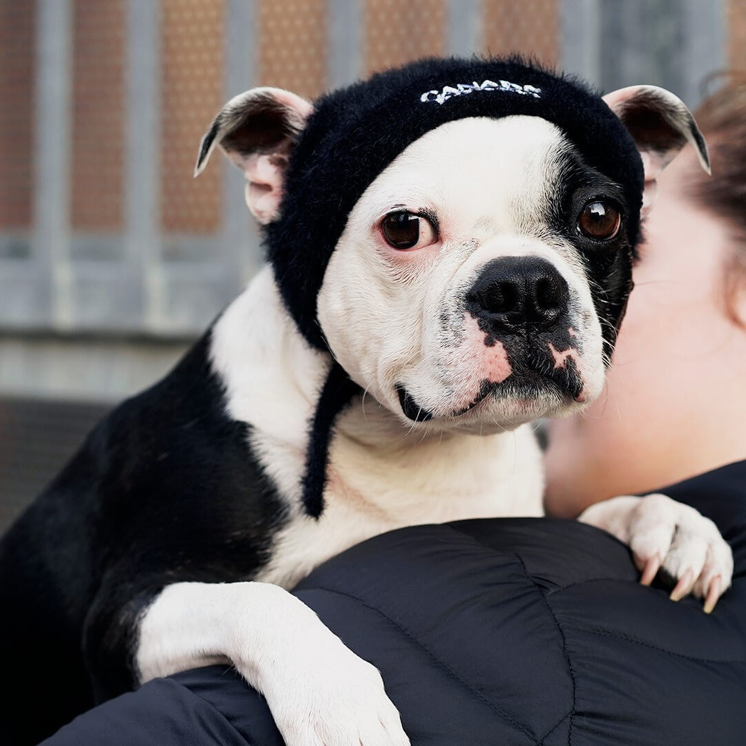 Pawparazzi Beanie