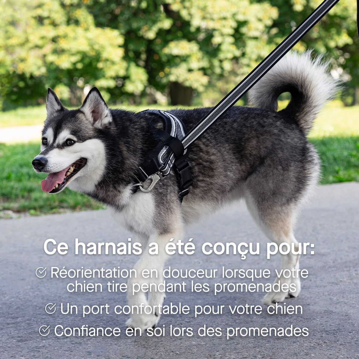 Re-Direct Harness