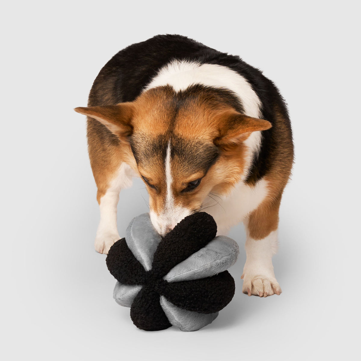 Snuffle Ball Toy