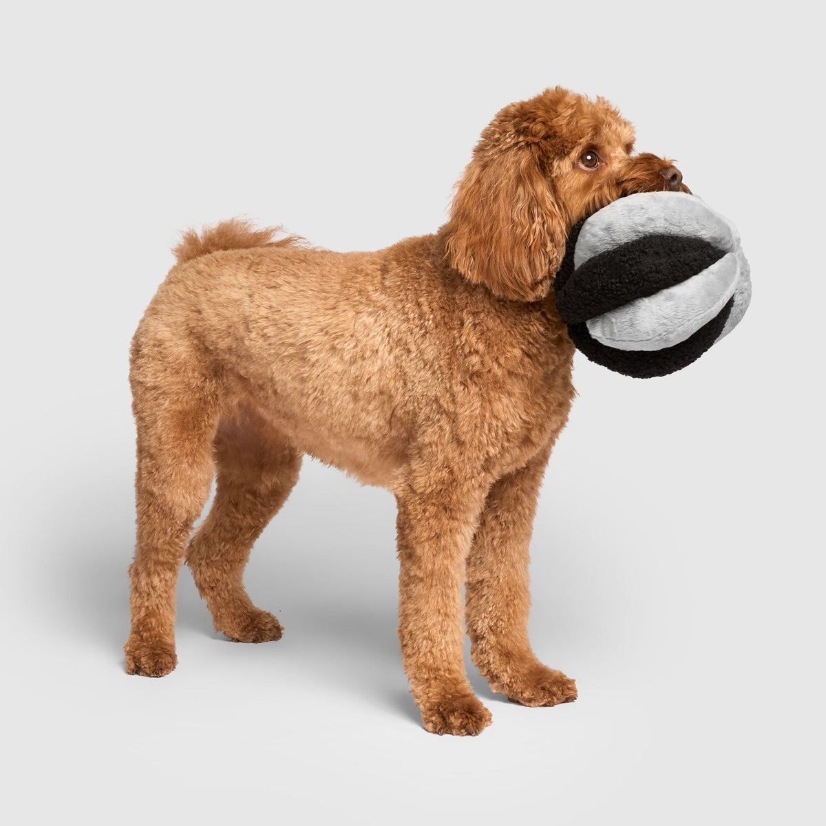 Snuffle Ball Toy
